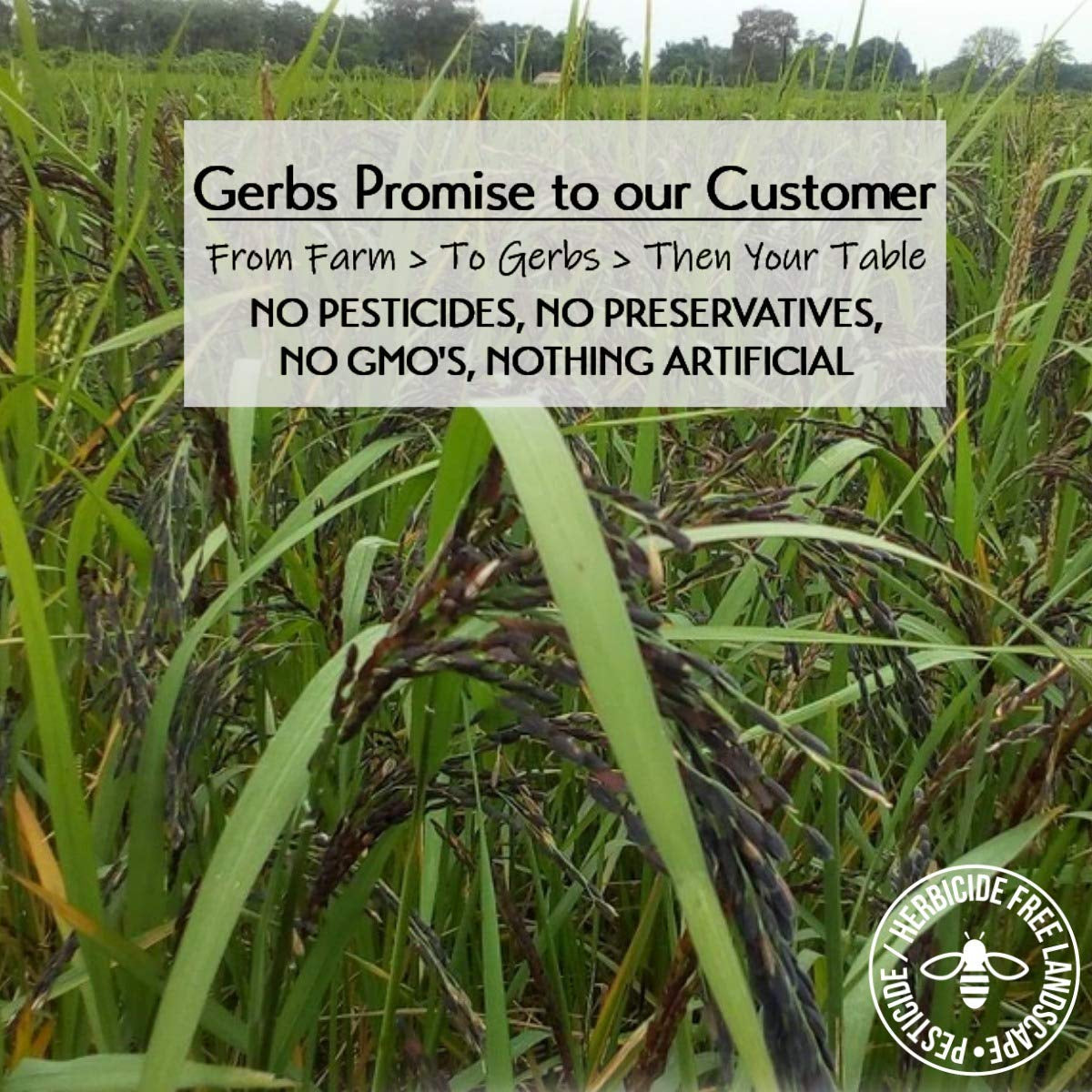 Wild Black Canadian Rice 2 LBS. Premium Grade | Top 14 Food Allergy Free | Freshly Harvested Packed in Resealable Bulk Bag | High in Protein, Fiber & Antioxidants | Gluten Peanut Tree Nut Free